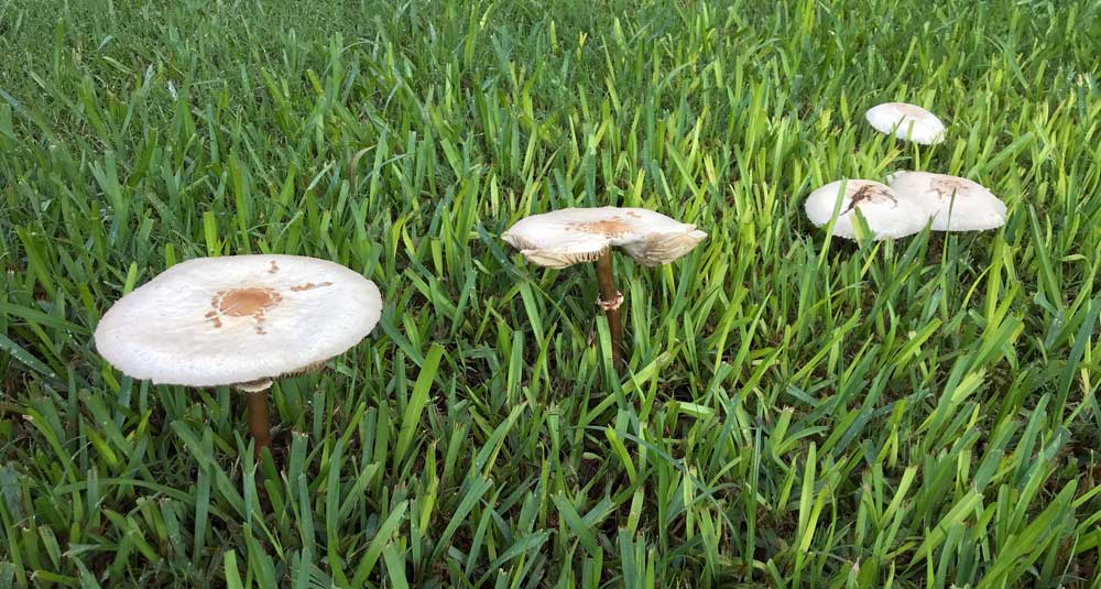 chlorophyllum molybdites