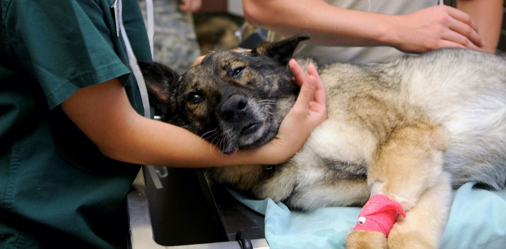 Image of veterinary clinic