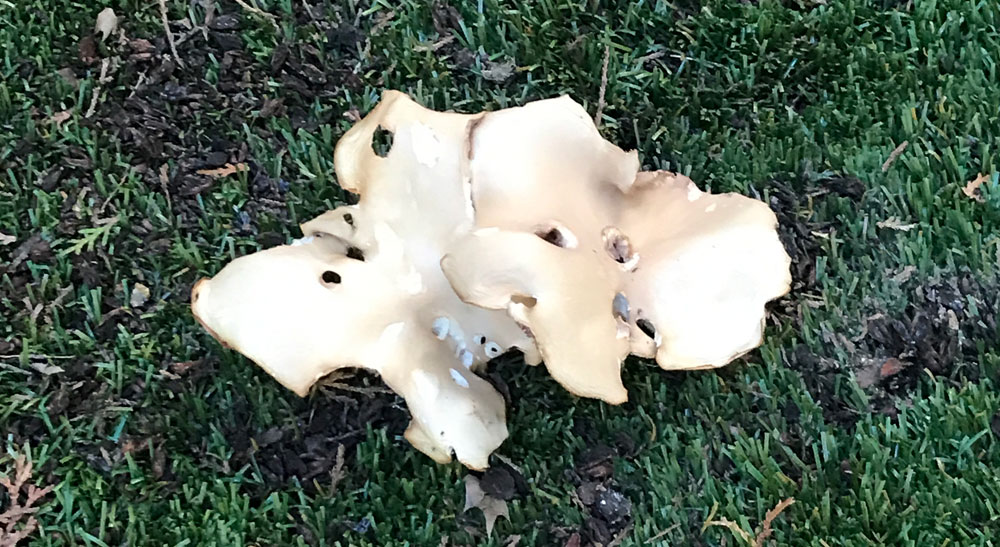 clitocybe dealbata