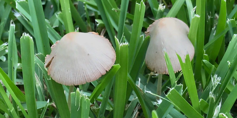 conocybe apala