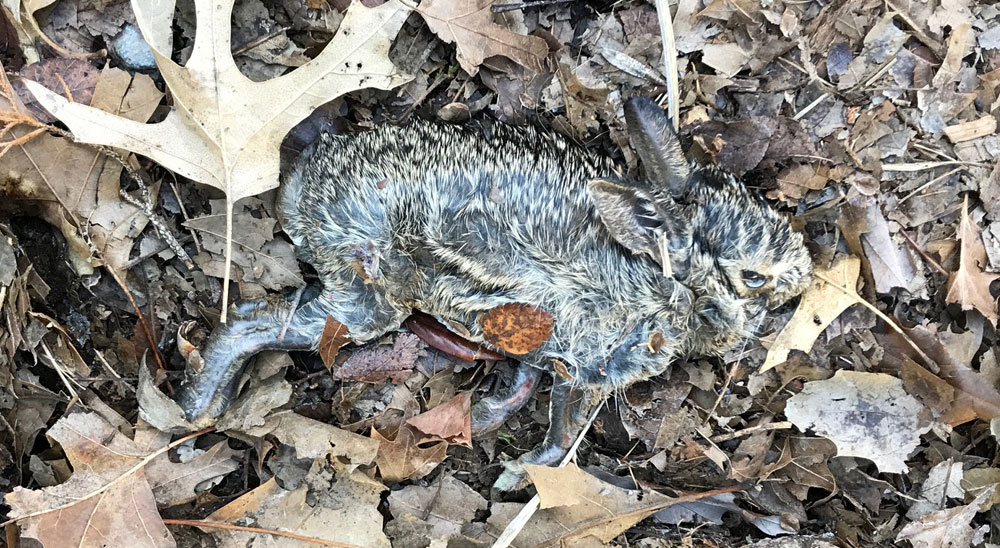 dead bunny