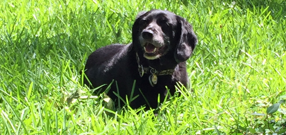 The inspiration for Sgt. Poopers was a dog named Maria Image of Maria in yard