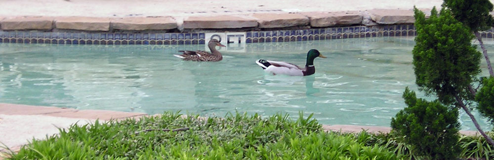 Ducks in Dallas-area pool Ducks in Dallas-area pool