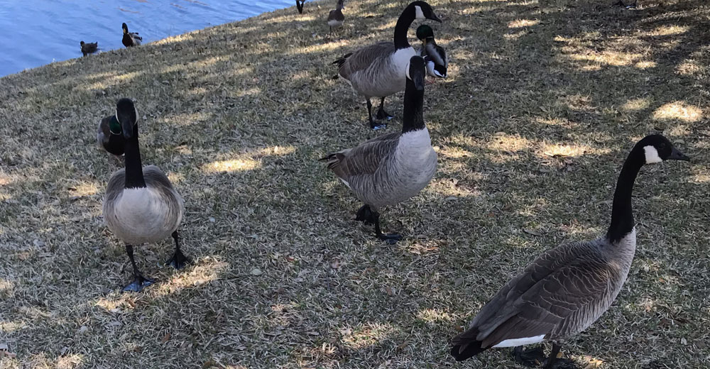 flock of geese