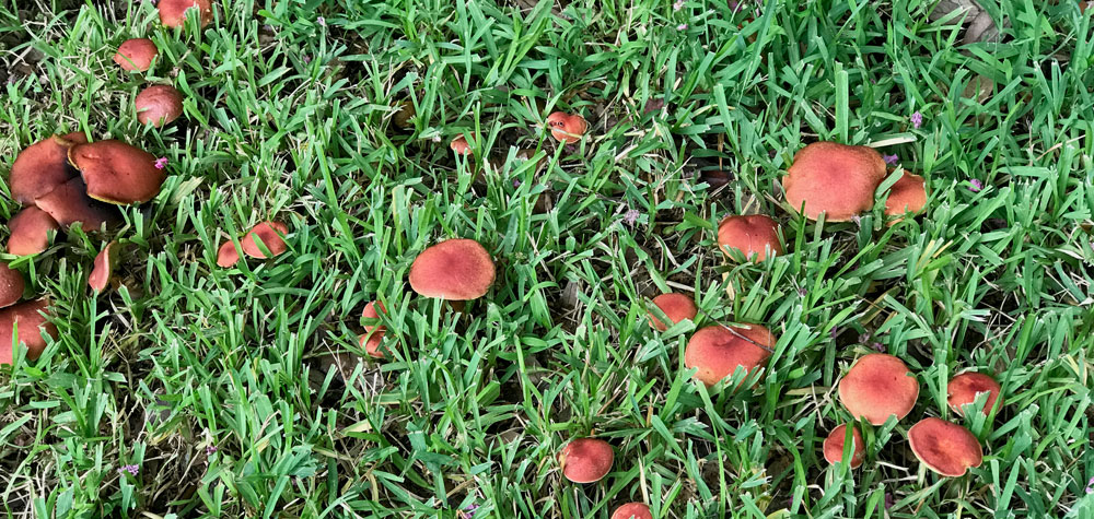 galerina marginata