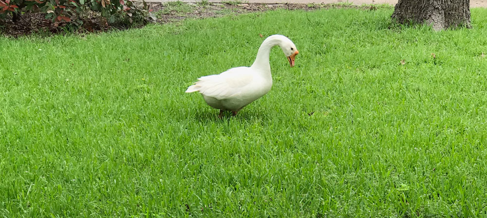 Goose in a Dallas backyard Goose in a Dallas backyard