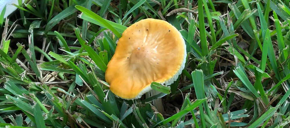 hymenopellis furfuracea