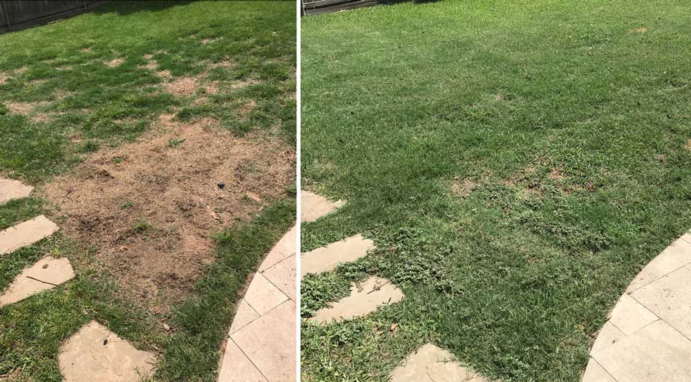Brown grass spots caused by dog urinen, before and 6 weeks after treatment