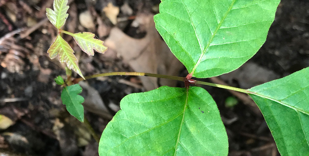 poison ivy close