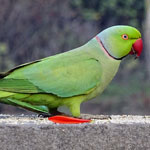 bird
