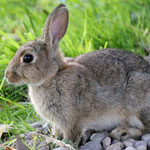 rabbit