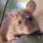 roof rat