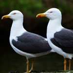 seagulls