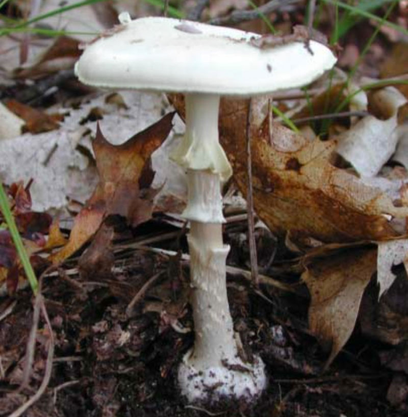 amanita virosa