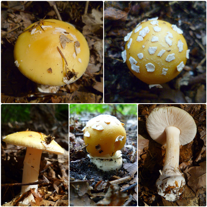amanita gemmata von hms