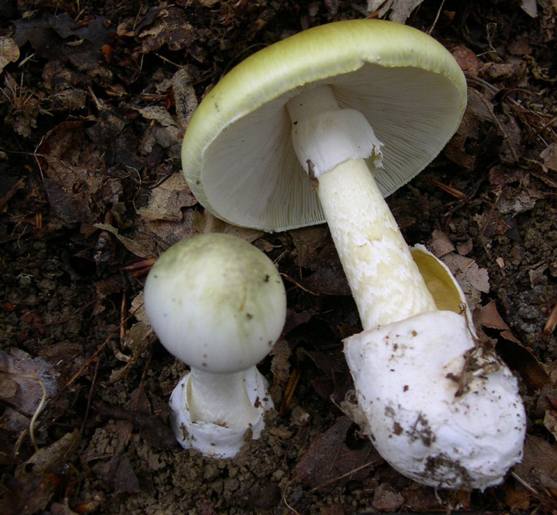 Toxic mushrooms are an environmental threat. Image of amanita phalloides mushroom